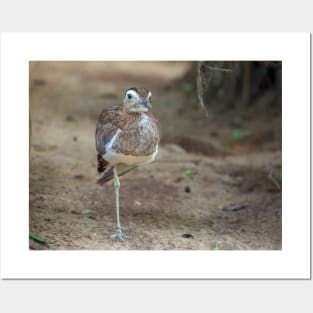 Peruvian thick-knee tropical bird photography Posters and Art